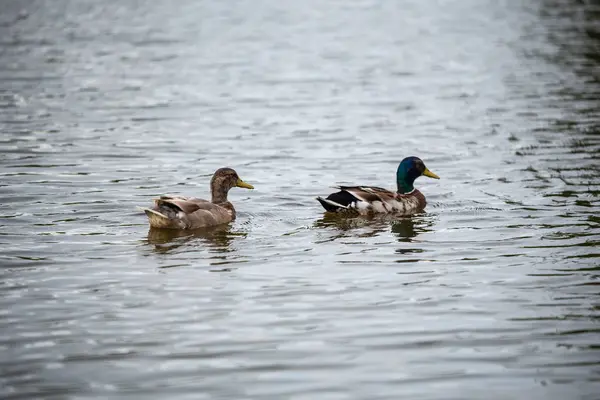 Ördek ailesi küçük bir gölette yüzüyor. — Stok fotoğraf