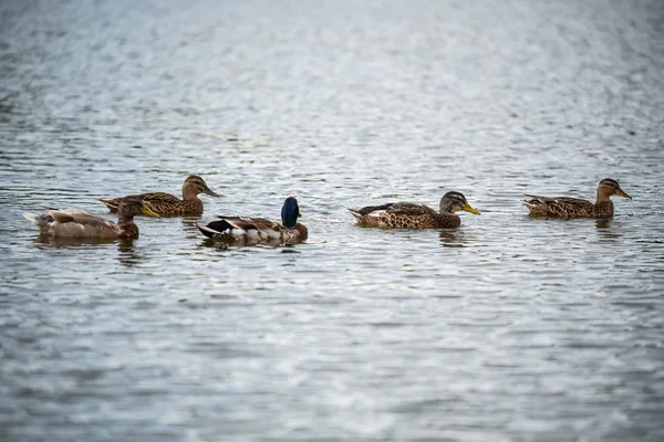 Сім'я качок плаває на невеликому ставку — стокове фото