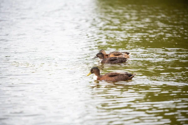 Familia del pato está nadando en un pequeño estanque — Foto de Stock
