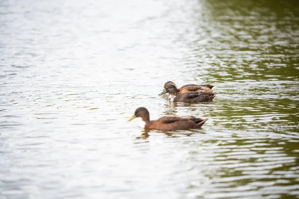 Kachní rodina plavala na malém rybníčku — Stock fotografie