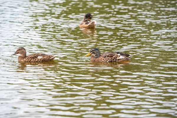 Kachní rodina plavala na malém rybníčku — Stock fotografie