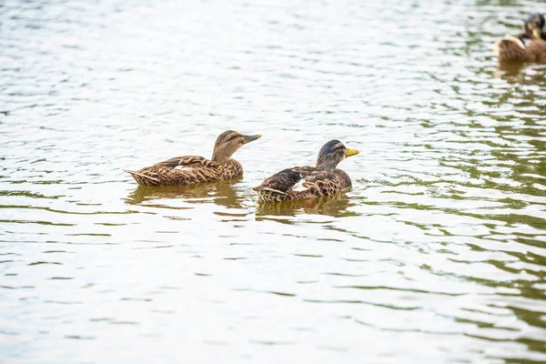 Kachní rodina plavala na malém rybníčku — Stock fotografie