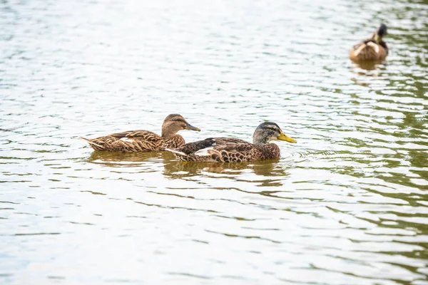 Pato família está nadando em uma pequena lagoa — Fotografia de Stock