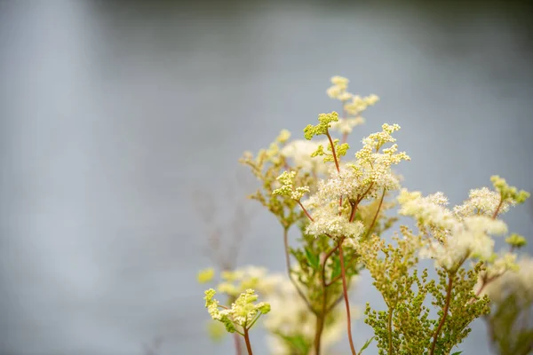 美しい色の花や植物に焦点を当てる — ストック写真