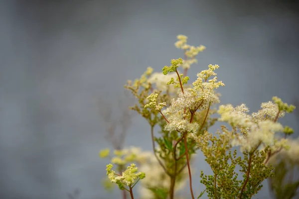 美しい色の花や植物に焦点を当てる — ストック写真