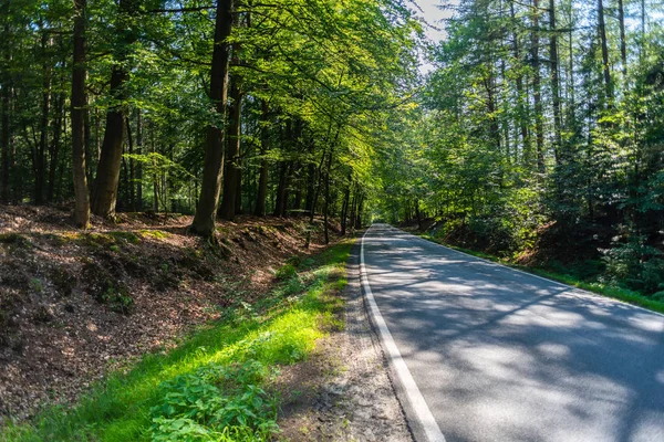 Een gevaarlijke landweg in een bos van rendieren net zo wemelt — Stockfoto