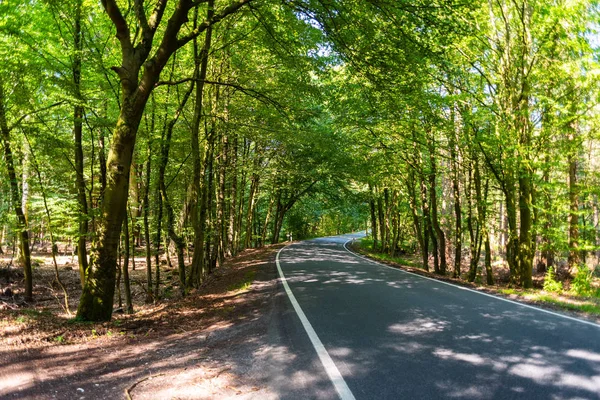 Een gevaarlijke landweg in een bos van rendieren net zo wemelt — Stockfoto