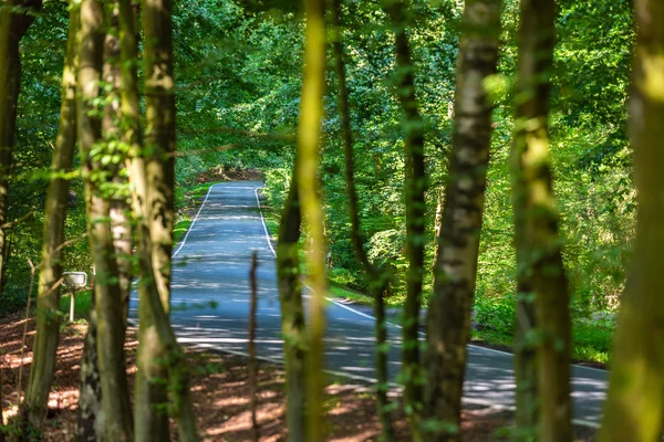 Uma estrada rural perigosa em uma floresta de renas tão repleta — Fotografia de Stock