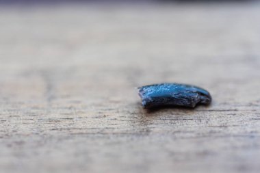 bir köpeğin yırtık pençesi