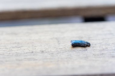 bir köpeğin yırtık pençesi