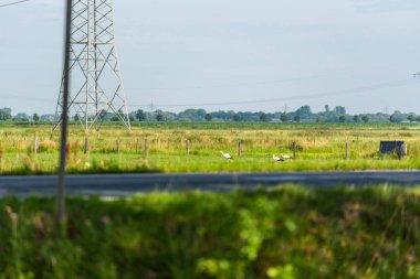 Bir tarlada leylek yavruları için yiyecek arıyor