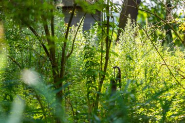 ormanlık bir alanda eski unutulmuş bir pompa