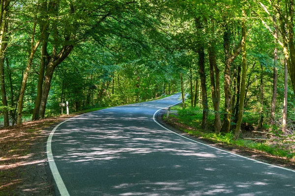 Een gevaarlijke landweg in een bos van rendieren net zo wemelt — Stockfoto