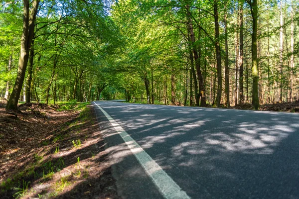 Een gevaarlijke landweg in een bos van rendieren net zo wemelt — Stockfoto