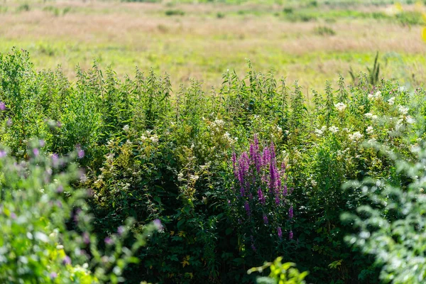 beautiful plants and flowers line the path through nature