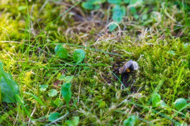 sırtında akarları olan bir bumble-arı kraliçesi