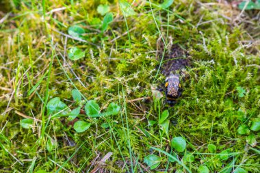 sırtında akarları olan bir bumble-arı kraliçesi