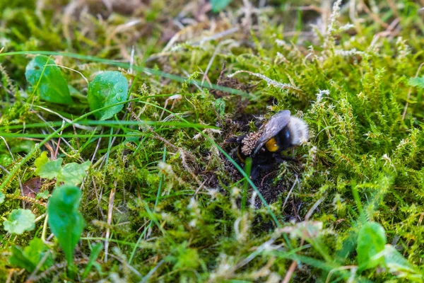 Una reina de abejorros con ácaros en la espalda — Foto de Stock