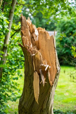Fırtınada hasar gören yaşlı bir ağaç.