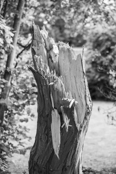 Uma árvore velha que foi danificada numa tempestade — Fotografia de Stock