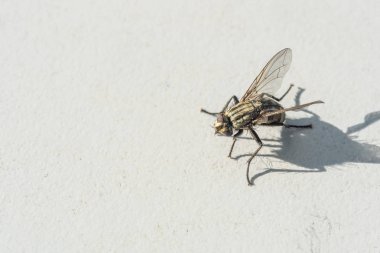  Gri bir arka planda dondurulmuş bir sinek