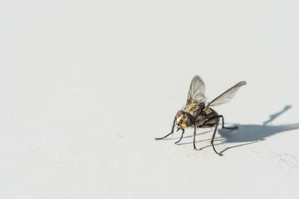 Una mosca congelada sobre un fondo gris — Foto de Stock