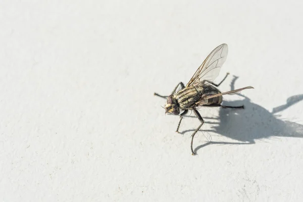 Una mosca congelada sobre un fondo gris — Foto de Stock