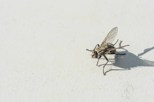 Una mosca congelada sobre un fondo gris — Foto de Stock