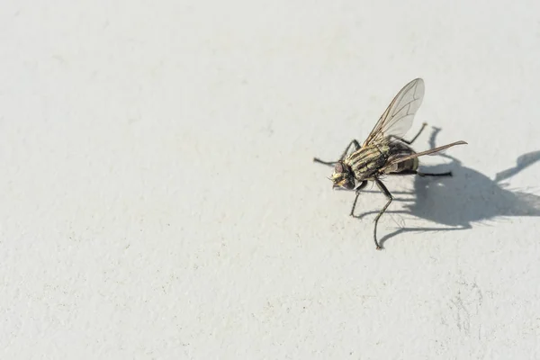 Une mouche gelée sur un fond gris — Photo