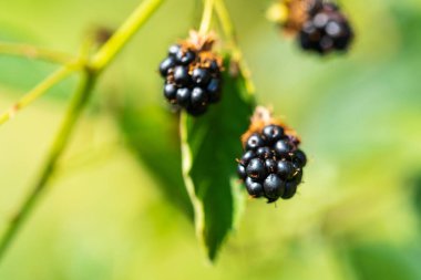 odak bir ahududu üzerinde