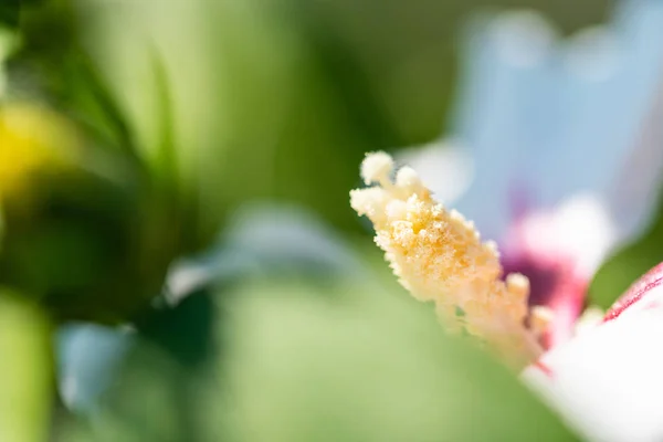 O foco está em uma flor — Fotografia de Stock