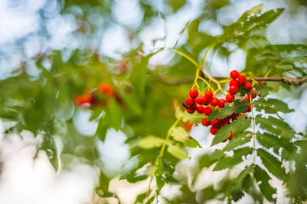 Fókuszban a vörös bogyós gyümölcsök a fán — Stock Fotó