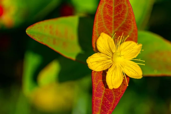 Glowing flowers  are in focus — Stock Photo, Image
