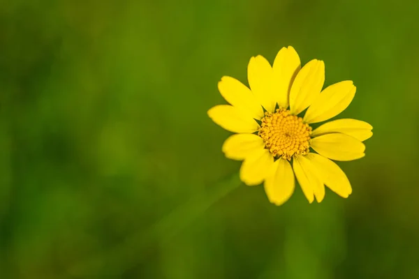 Glowing flowers  are in focus