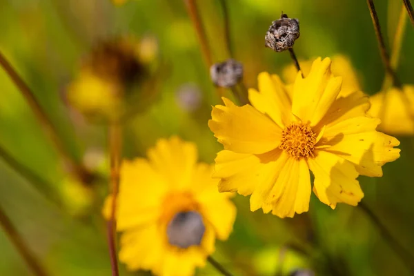 個々の花が焦点を当てている — ストック写真