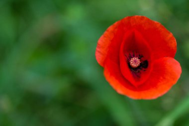 odak parlayan bir çiçek