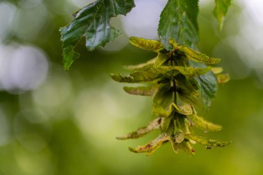 Bir dalda akçaağaç helikopteri