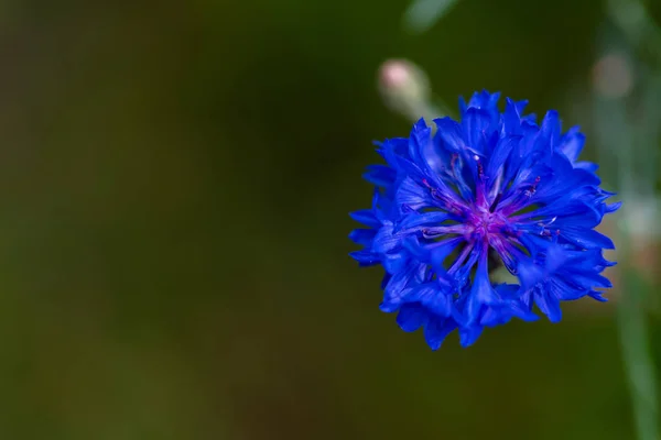 焦点を合わせる輝く花 — ストック写真