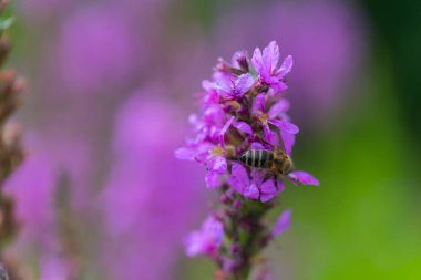 Parlayan bir çiçek üzerinde arı