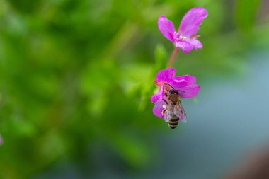 Parlayan bir çiçek üzerinde arı