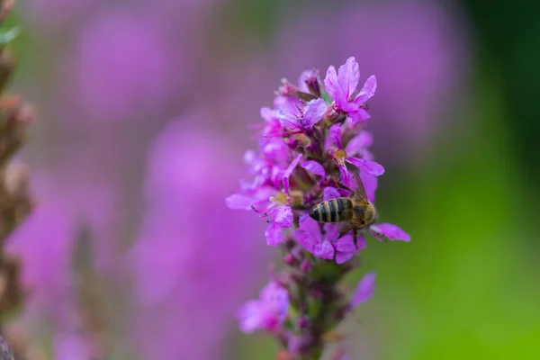 輝く花の上の蜂 — ストック写真