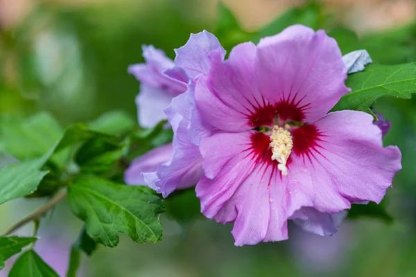 Concentrarsi su un fiore incandescente — Foto Stock