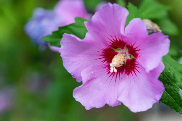 Concentrarsi su un fiore incandescente — Foto Stock
