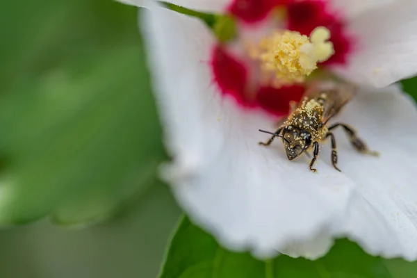 Abelhas coletam pólen em flores — Fotografia de Stock