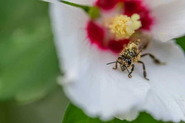 Les abeilles recueillent le pollen dans les fleurs — Photo