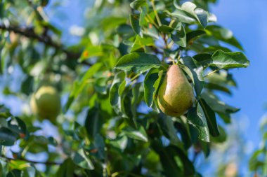 Bir yağmur fırtınasından sonra armut ağacında armut