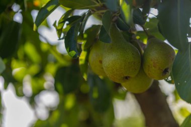 Bir yağmur fırtınasından sonra armut ağacında armut