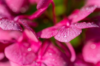 odak parlayan mor çiçekler