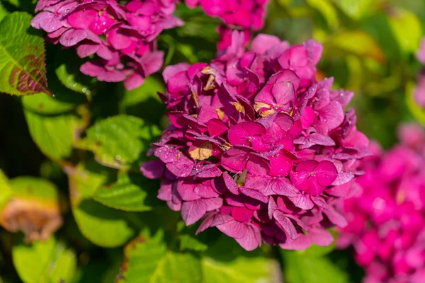 Shining purple flowers in  focus — Stock Photo, Image