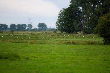 Leylekler taze kesilmiş bir alanda yiyecek topluyor